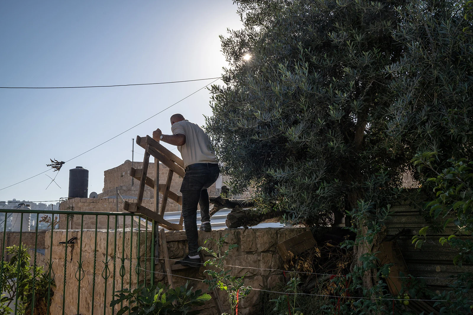 Aref Jaber climbs a ladder in his garden.