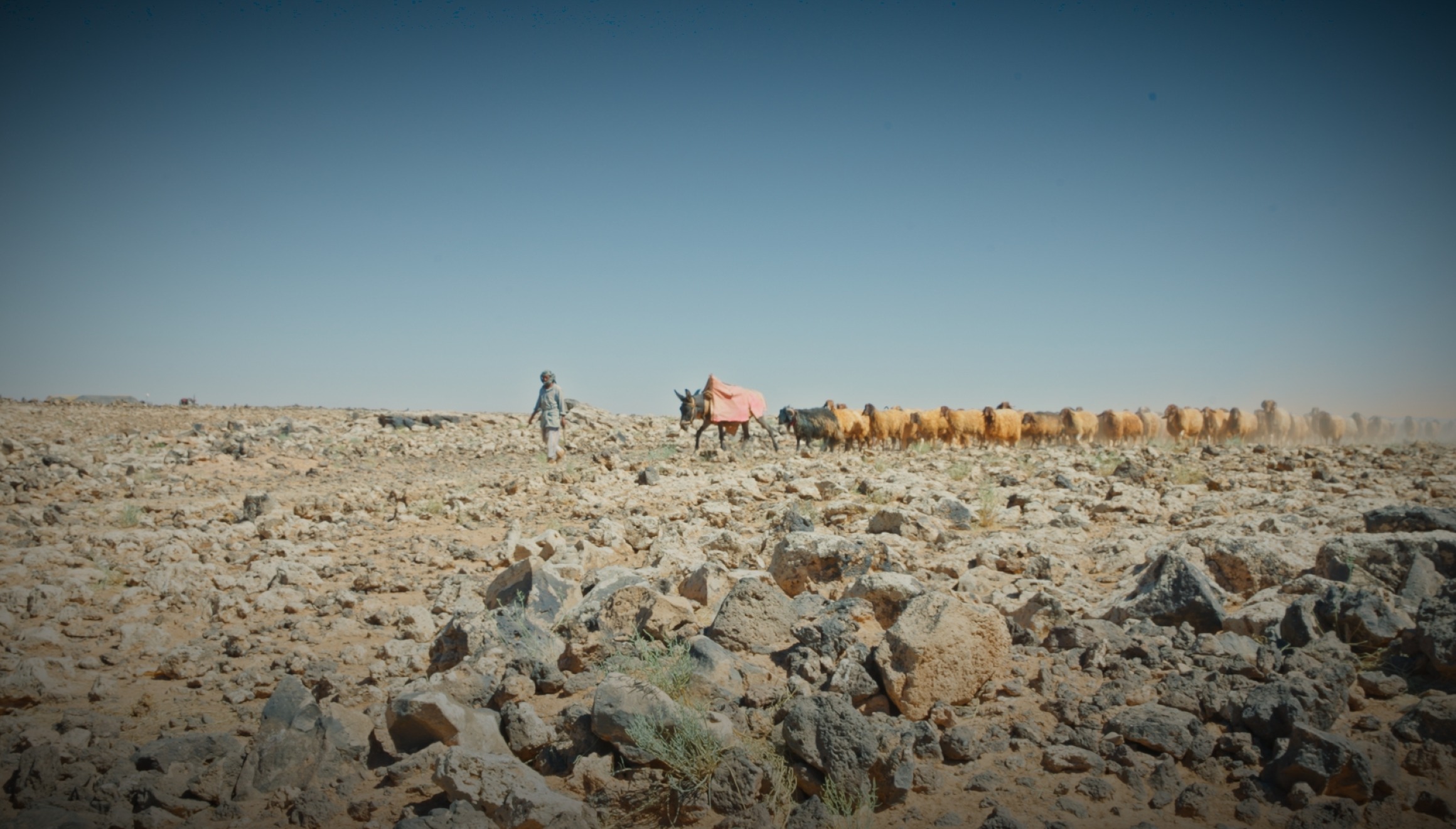 “The lack of suitable agricultural roads is the main obstacle facing livestock farmers