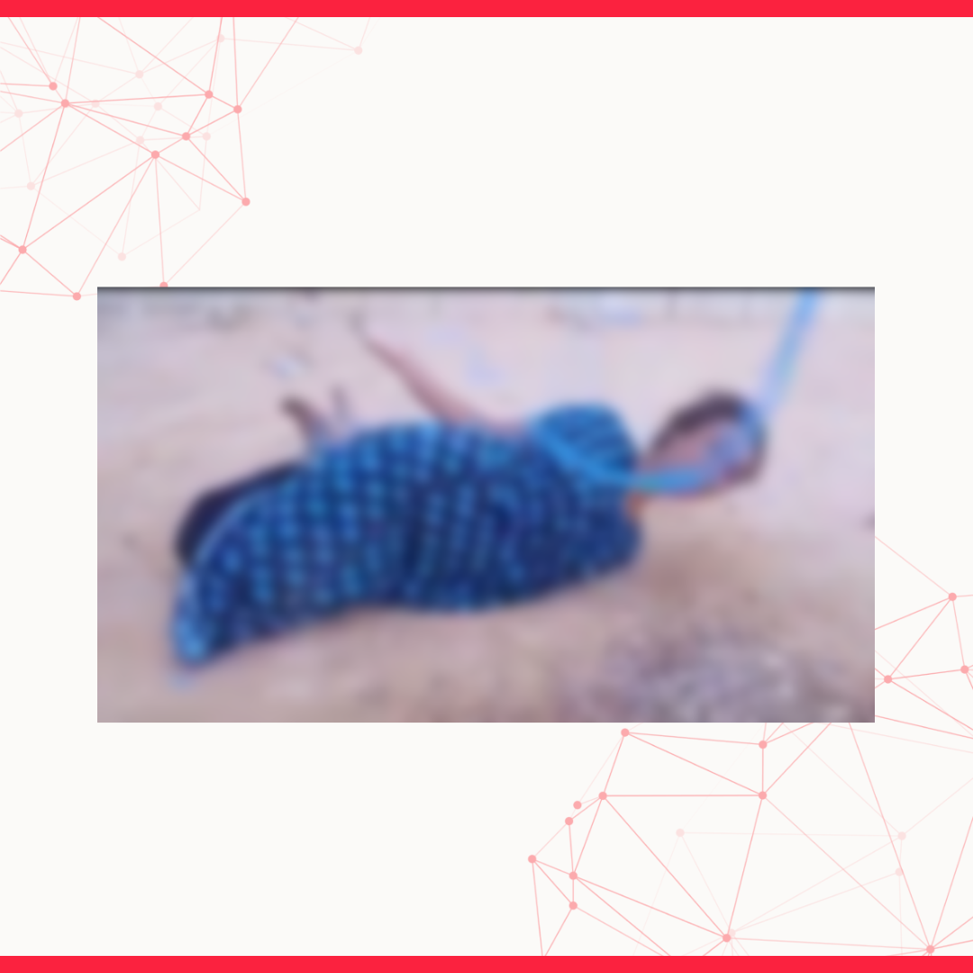 Image accompanying فيديو انتهاكات لحقوق الإنسان قامت بها قوات الدعم السريع