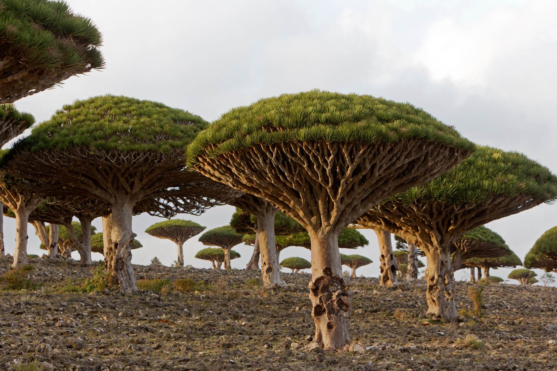 Image accompanying جهات إماراتية تسرق أشجار نادرة من جزيرة سقطرى اليمنية