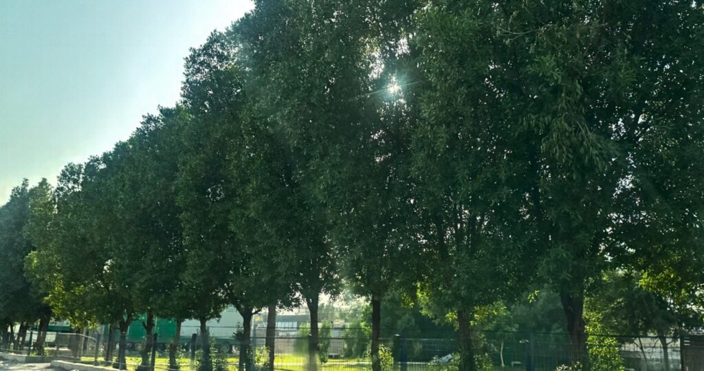 كيف صارت شجرة "كبش فداء" لبنية تحتية منهارة في العراق!